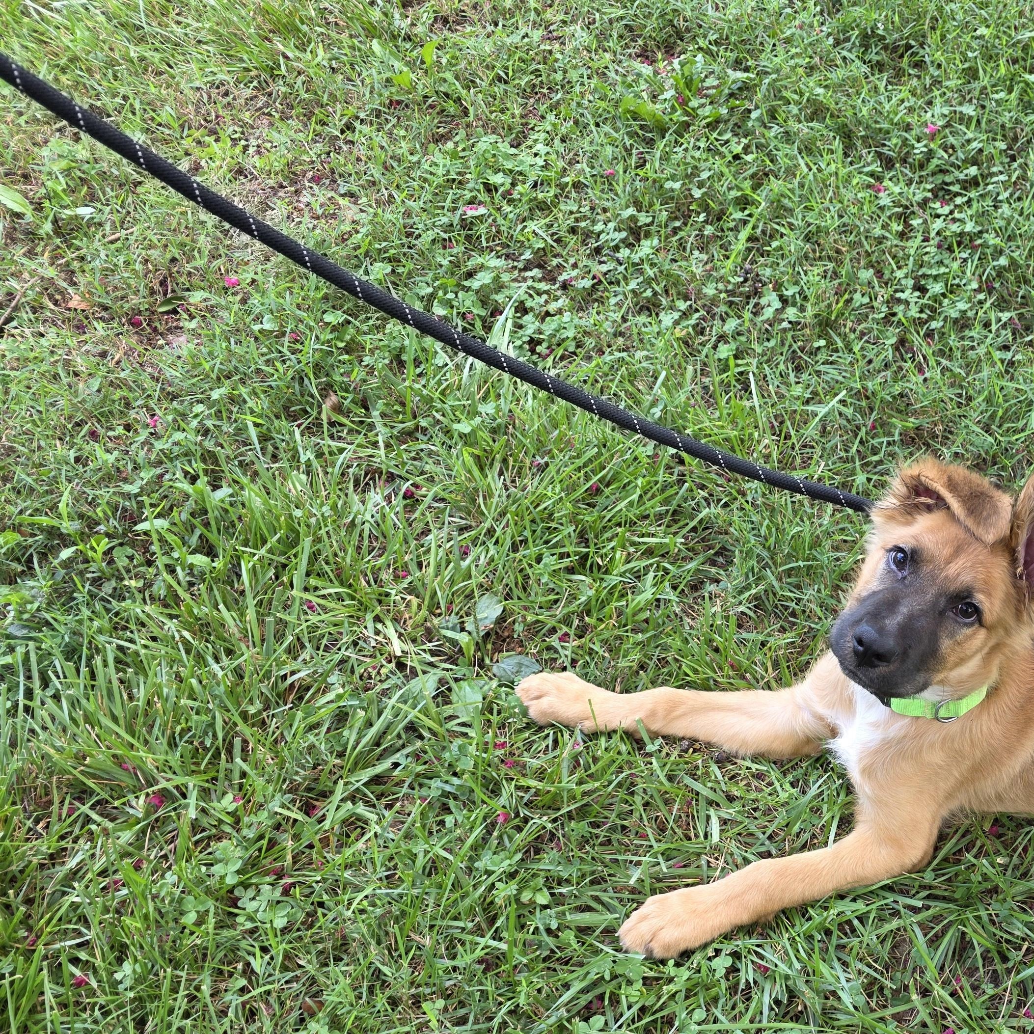 Enlarge Ross, an adopted Mixed Breed in Greensboro, NC image 4/6
