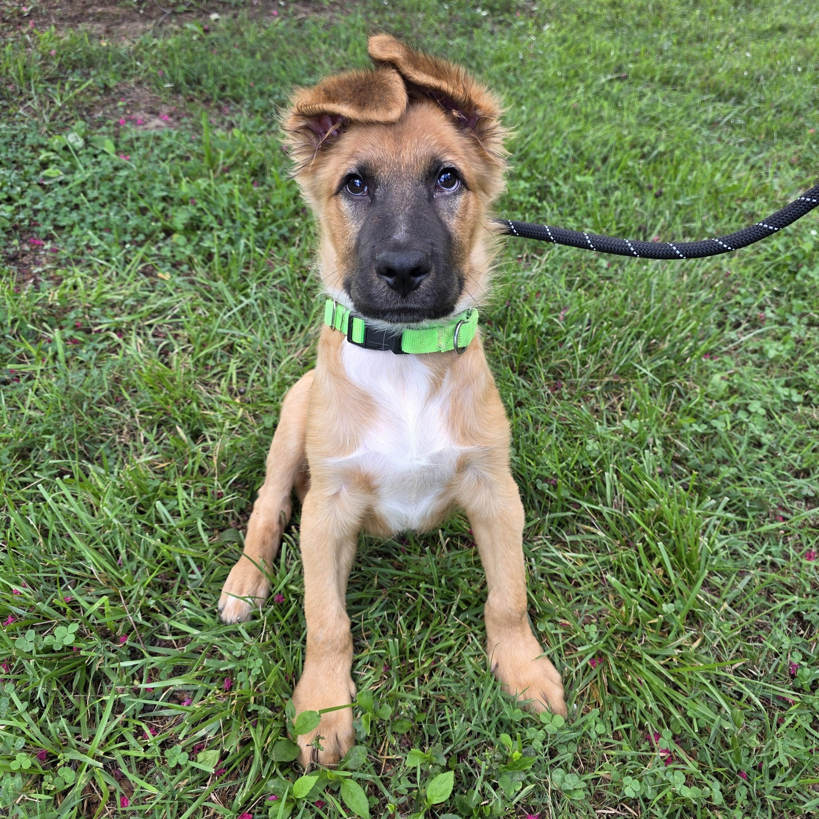 Ross, adopted, Young Male Mixed Breed.