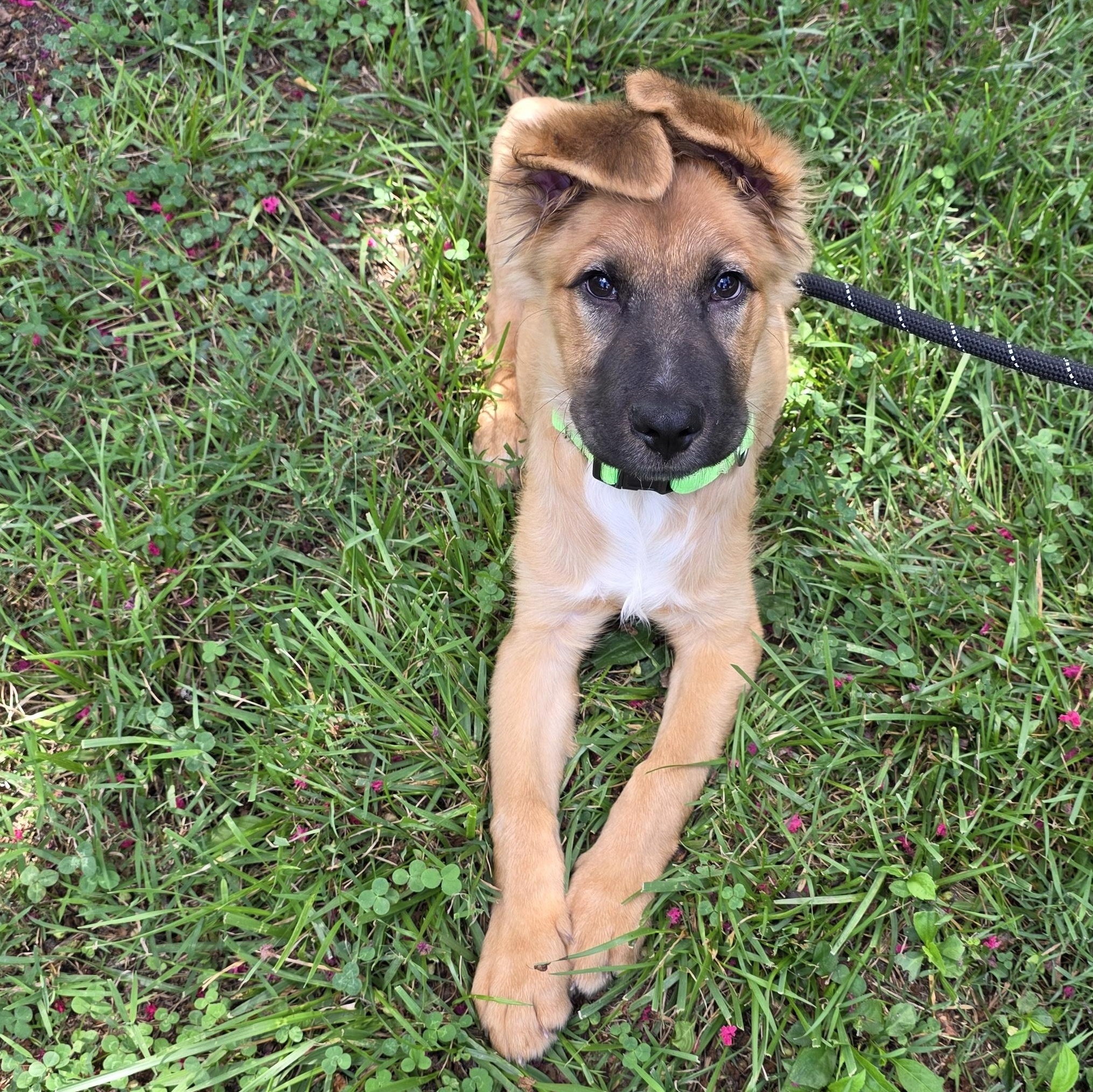 Enlarge Ross, an adopted Mixed Breed in Greensboro, NC image 3/6