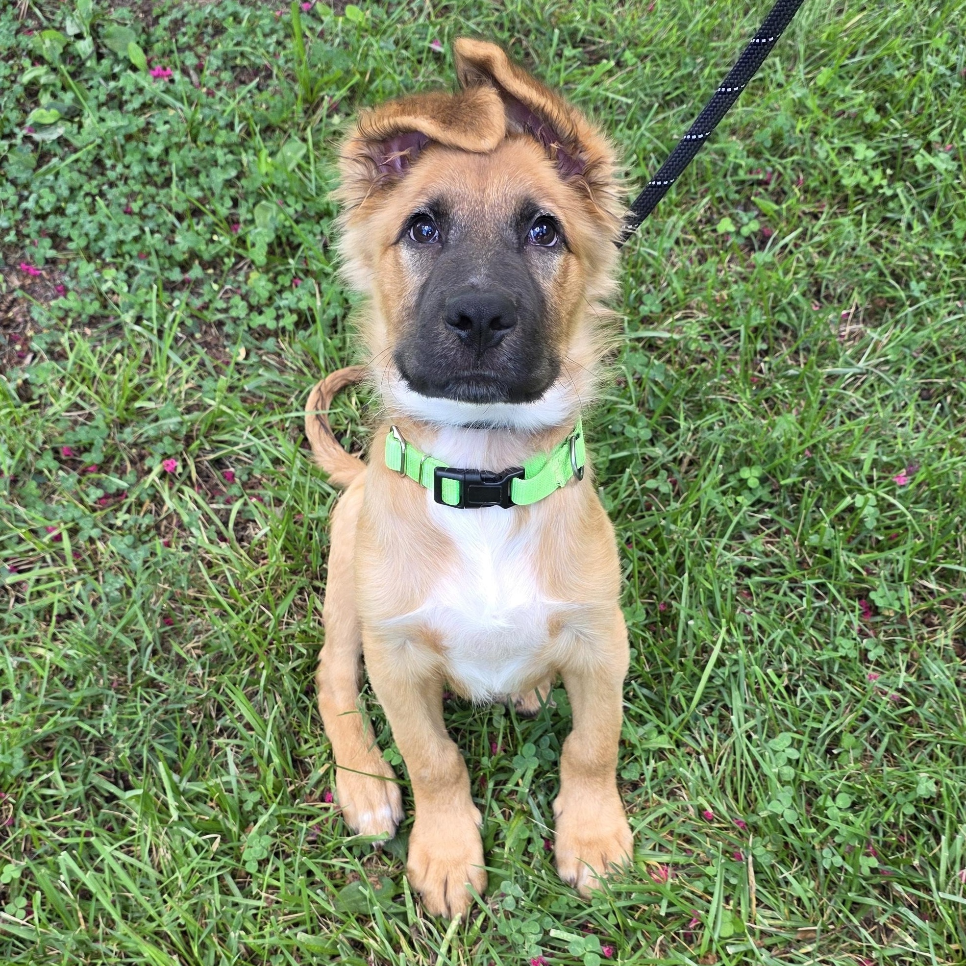 Enlarge Ross, an adopted Mixed Breed in Greensboro, NC image 5/6