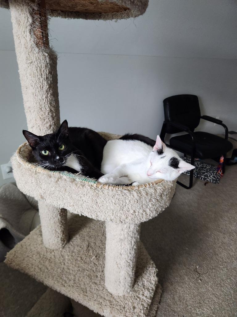 Ferdinand25, Adoptable, Young Male Domestic Short Hair.