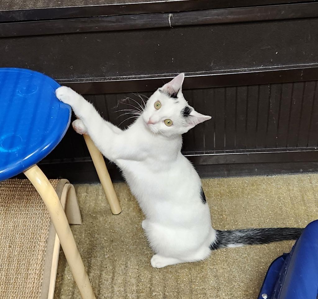 Enlarge Ferdinand25, a Adoptable mixed breed in Youngsville, NC image 2/4