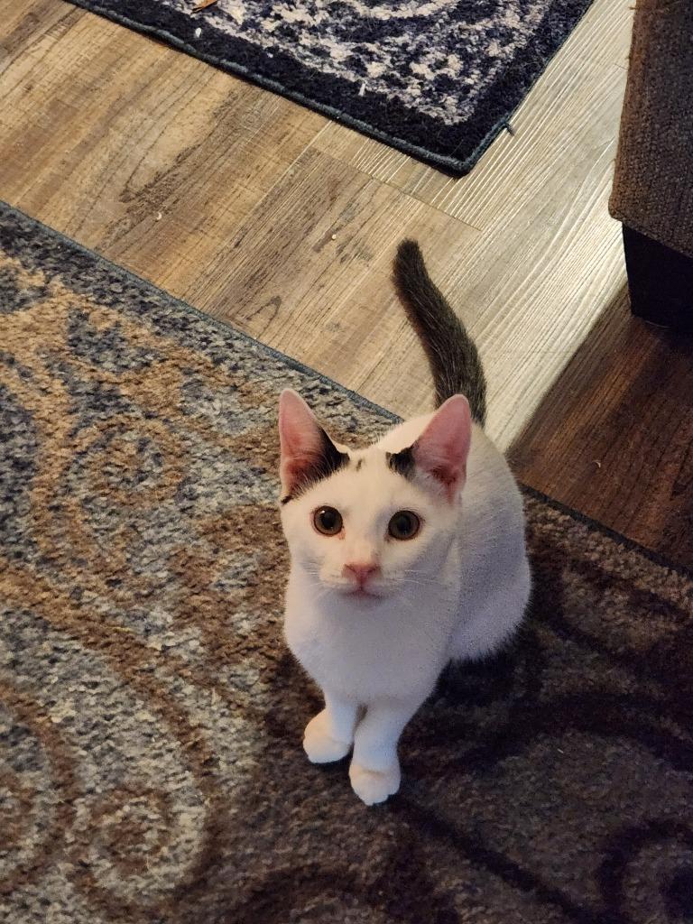 Enlarge Ferdinand25, a Adoptable mixed breed in Youngsville, NC image 3/4