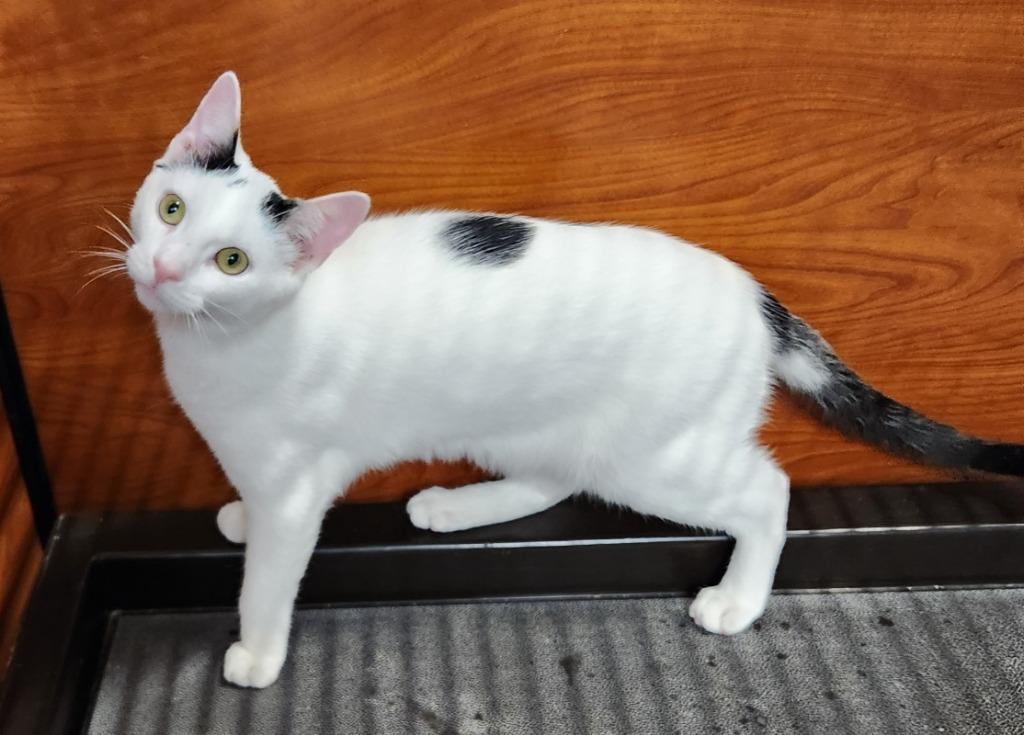 Enlarge Ferdinand25, a Adoptable mixed breed in Youngsville, NC image 4/4