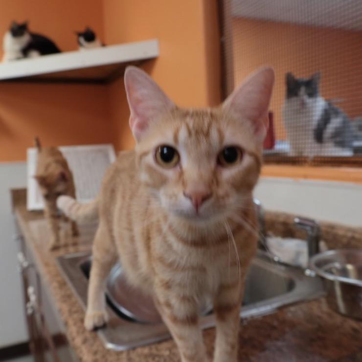 Sunshine, Adoptable, Adult Female Siamese.