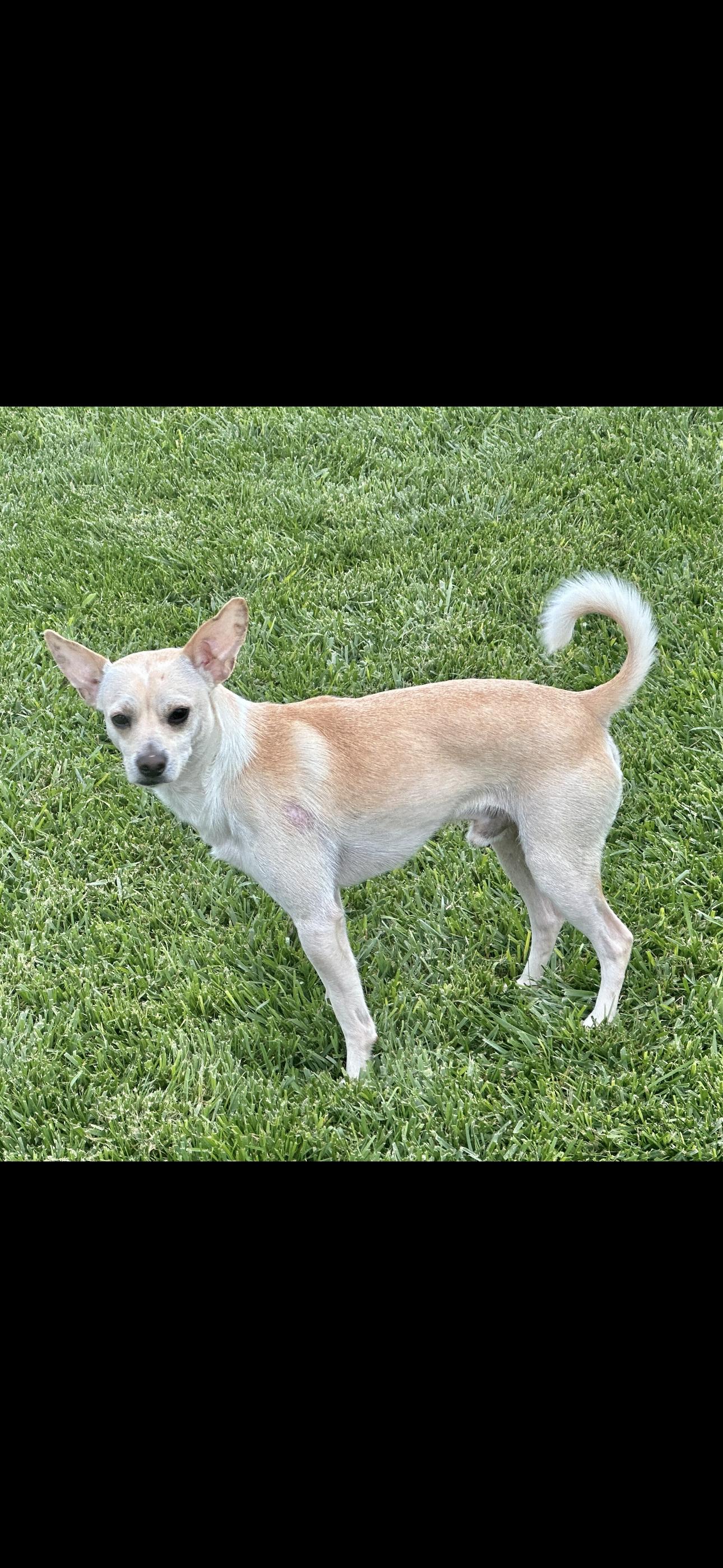 Enlarge Lucky Boy, a Adoptable Chihuahua in Cottonwood, CA image 1/5