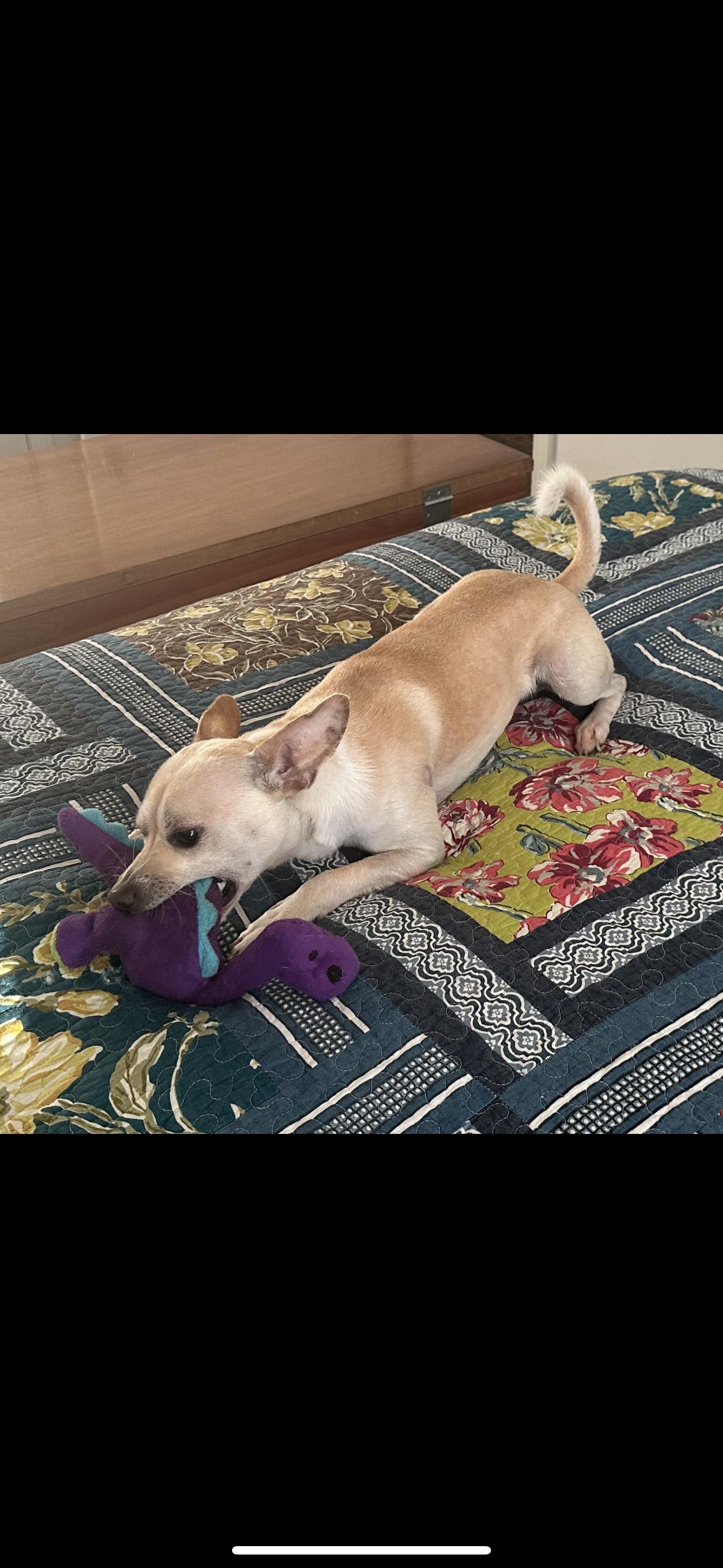 Enlarge Lucky Boy, a Adoptable Chihuahua in Cottonwood, CA image 2/5