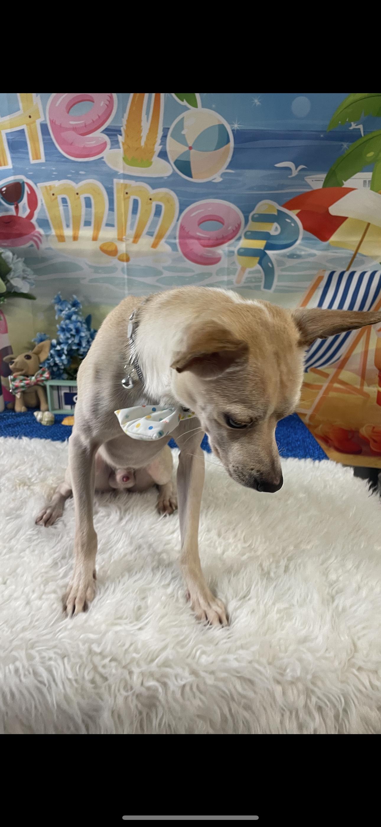 Enlarge Lucky Boy, a Adoptable Chihuahua in Cottonwood, CA image 3/5