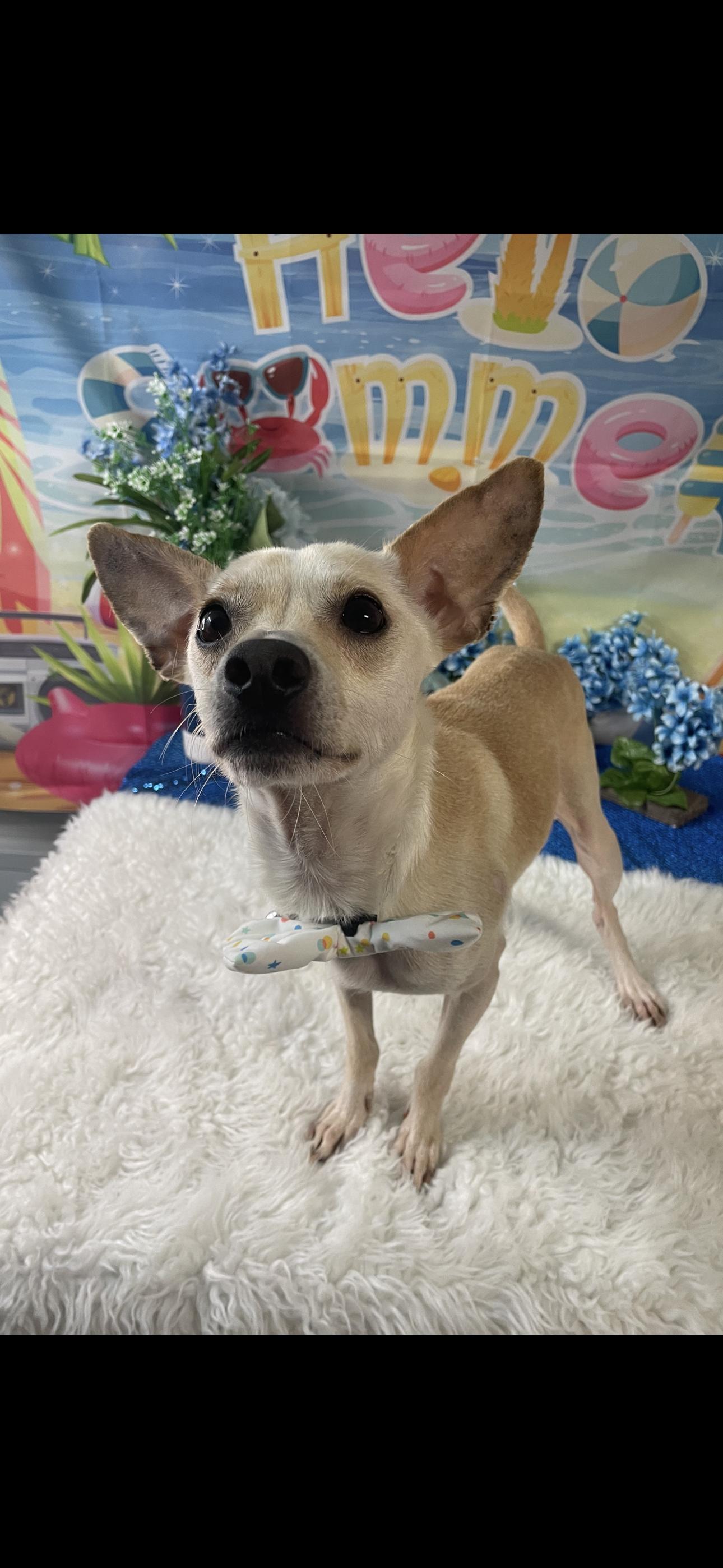 Lucky Boy, an adoptable Chihuahua in Cottonwood, CA, 96022 | Photo Image 1