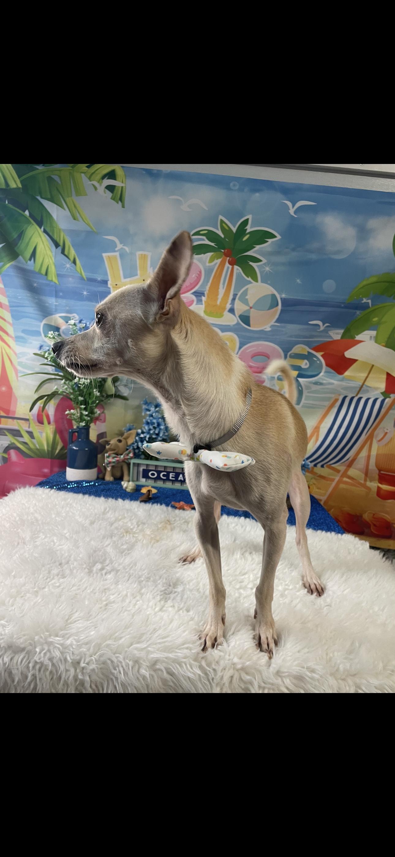 Lucky Boy, an adoptable Chihuahua in Cottonwood, CA, 96022 | Photo Image 4