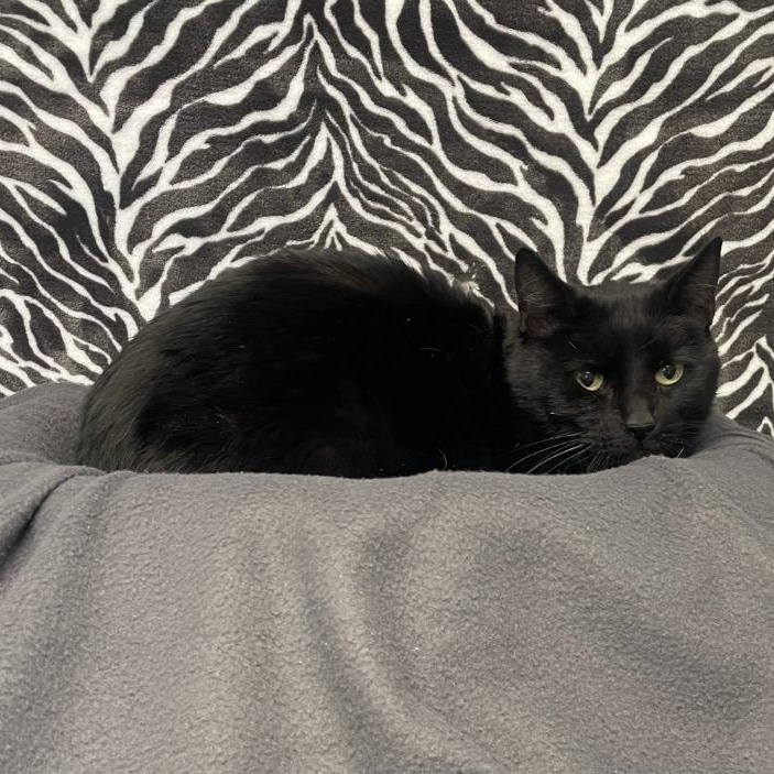 Enlarge Fudge, a ADOPTABLE Domestic Short Hair in Benld, IL image 2/2