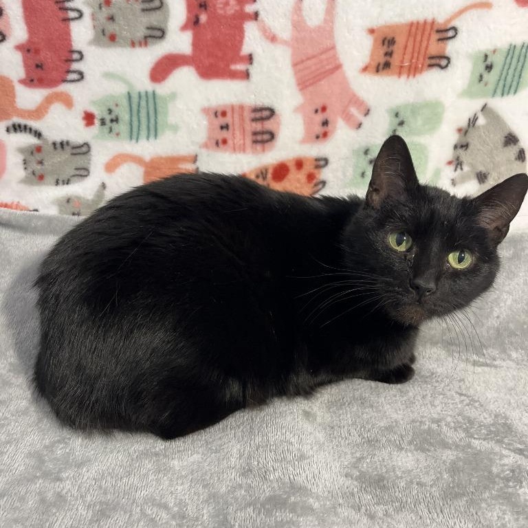 Enlarge Fudge, a ADOPTABLE Domestic Short Hair in Benld, IL image 1/2