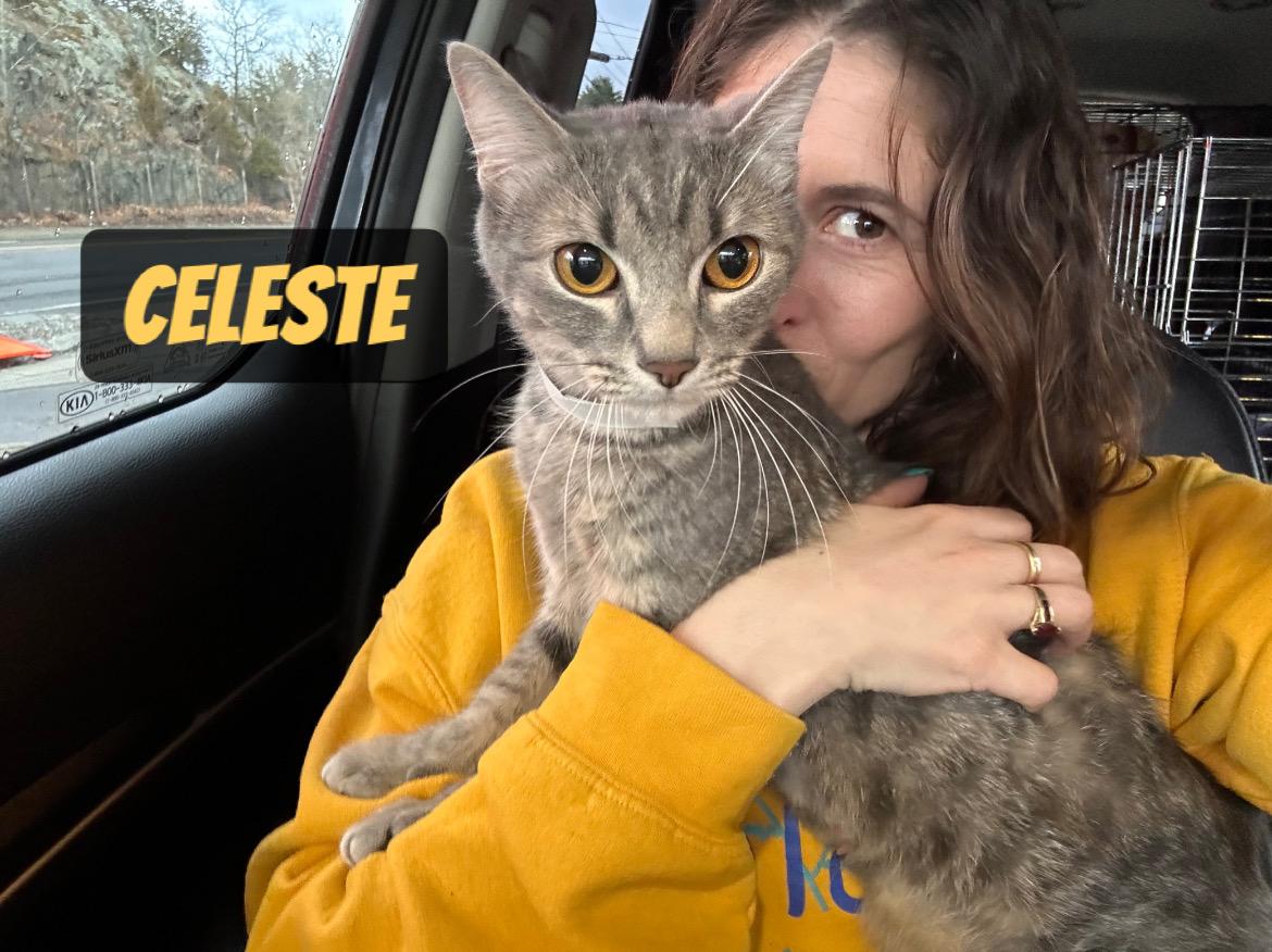 Enlarge Celeste, a Adoptable Domestic Short Hair in Billerica, MA image 1/5
