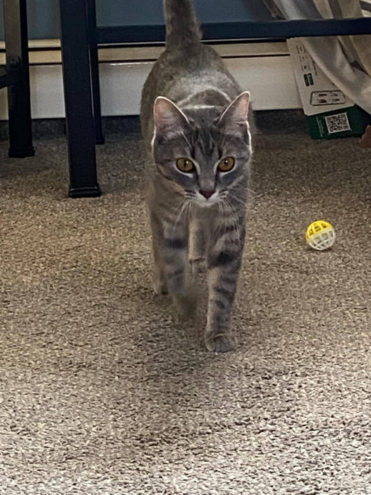 Celeste, an adoptable Domestic Short Hair in Billerica, MA, 01821 | Photo Image 3