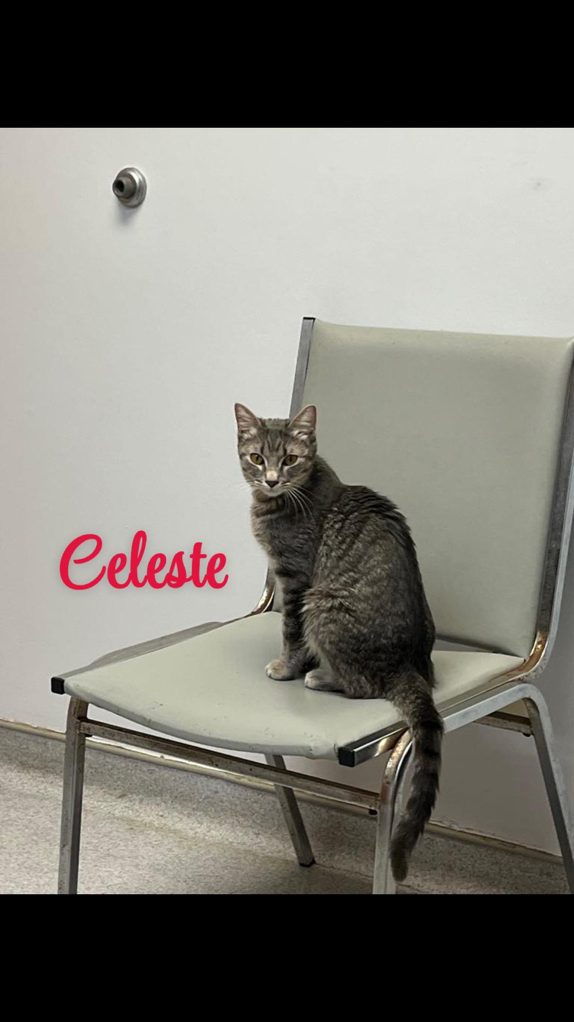 Celeste, an adoptable Domestic Short Hair in Billerica, MA, 01821 | Photo Image 2