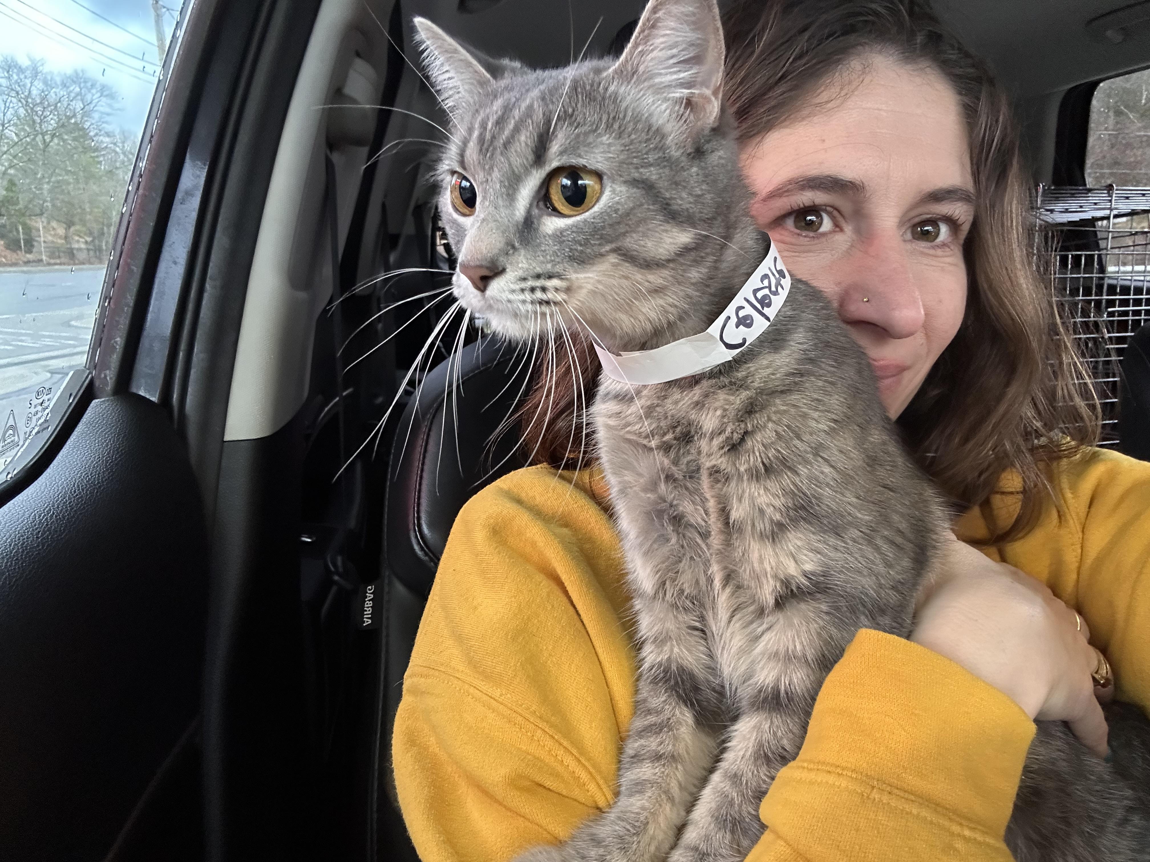 Enlarge Celeste, a Adoptable Domestic Short Hair in Billerica, MA image 4/5