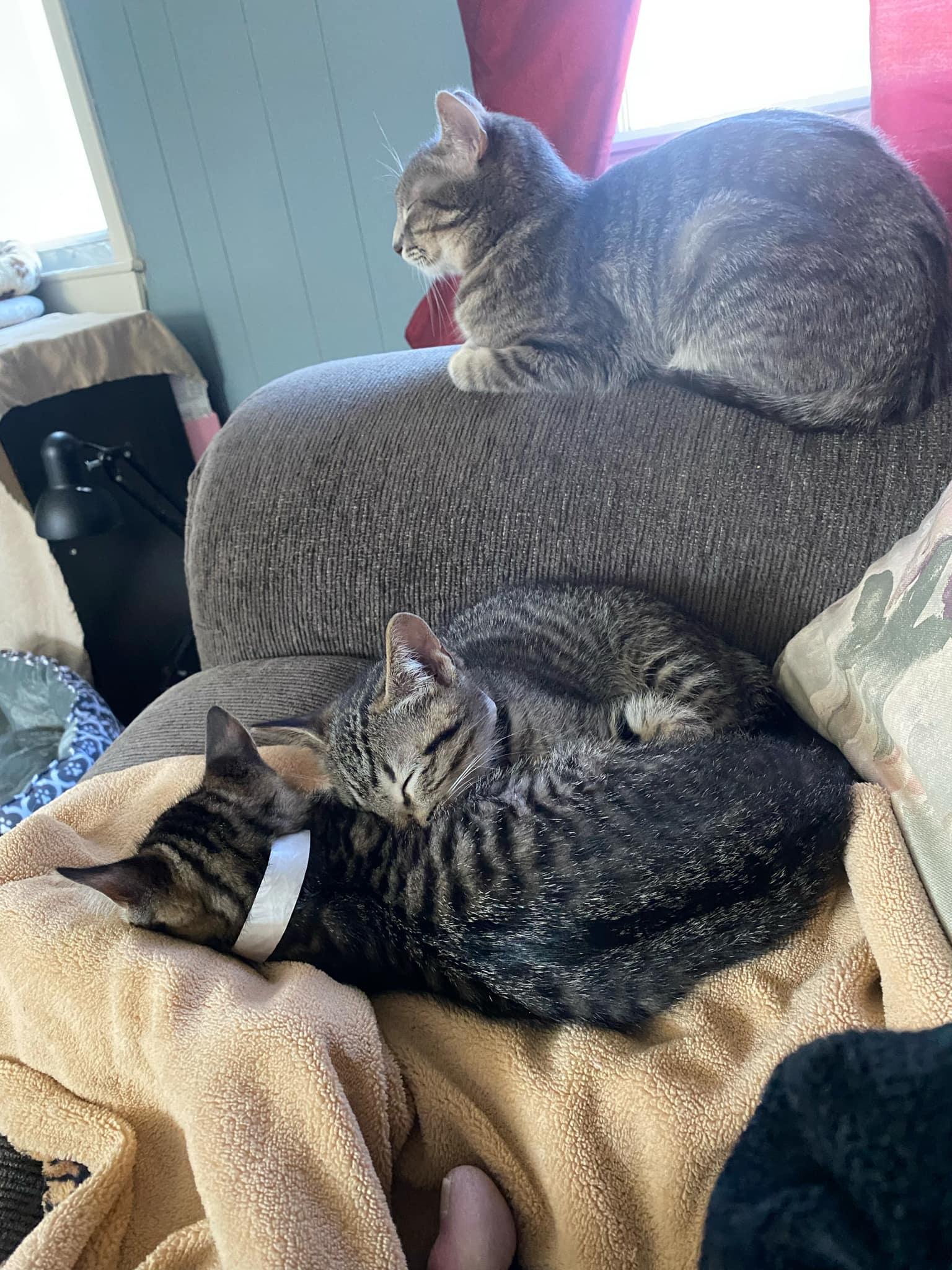 Celeste, an adoptable Domestic Short Hair in Billerica, MA, 01821 | Photo Image 4