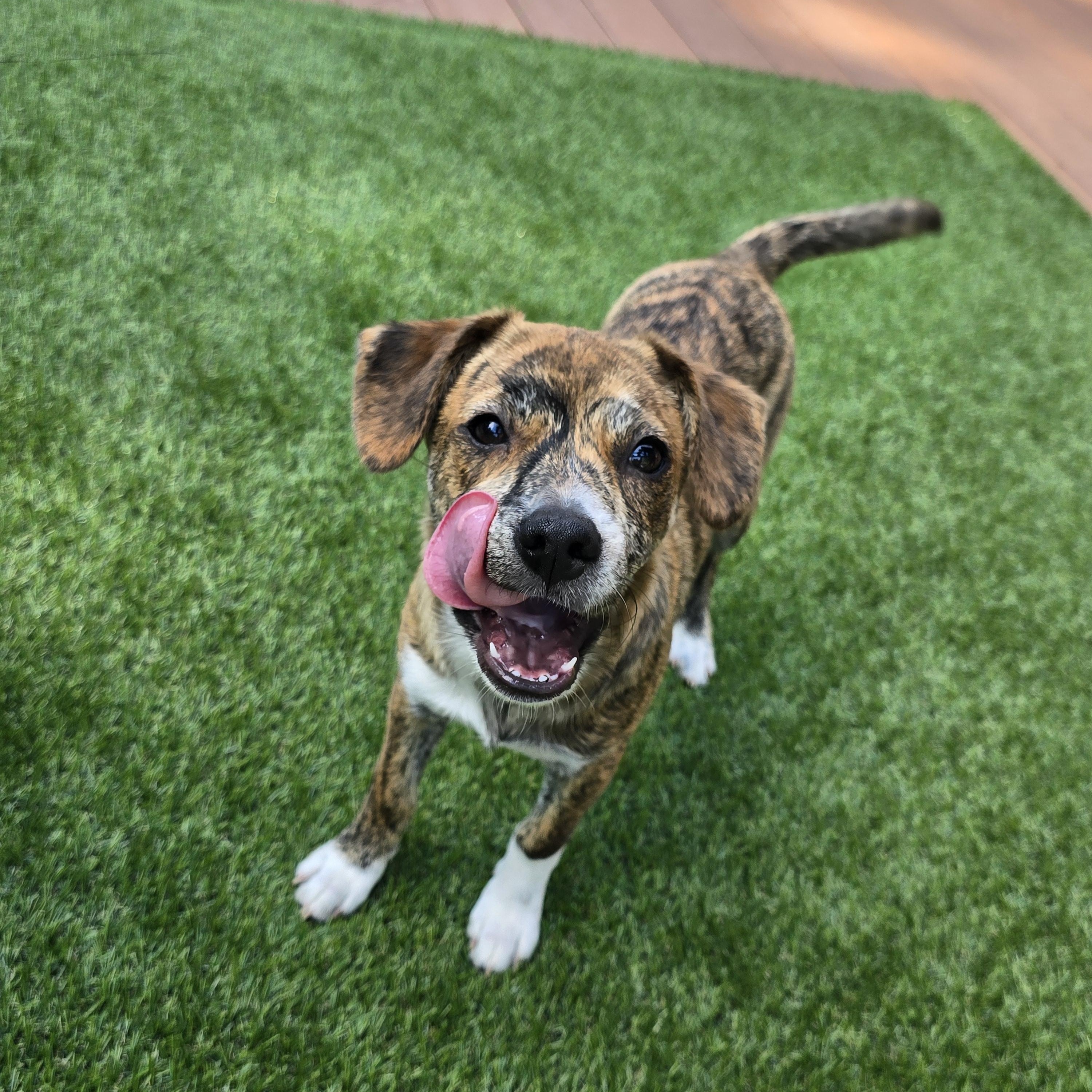 Enlarge Akari, a Adoptable mixed breed in Buckley, WA image 3/6