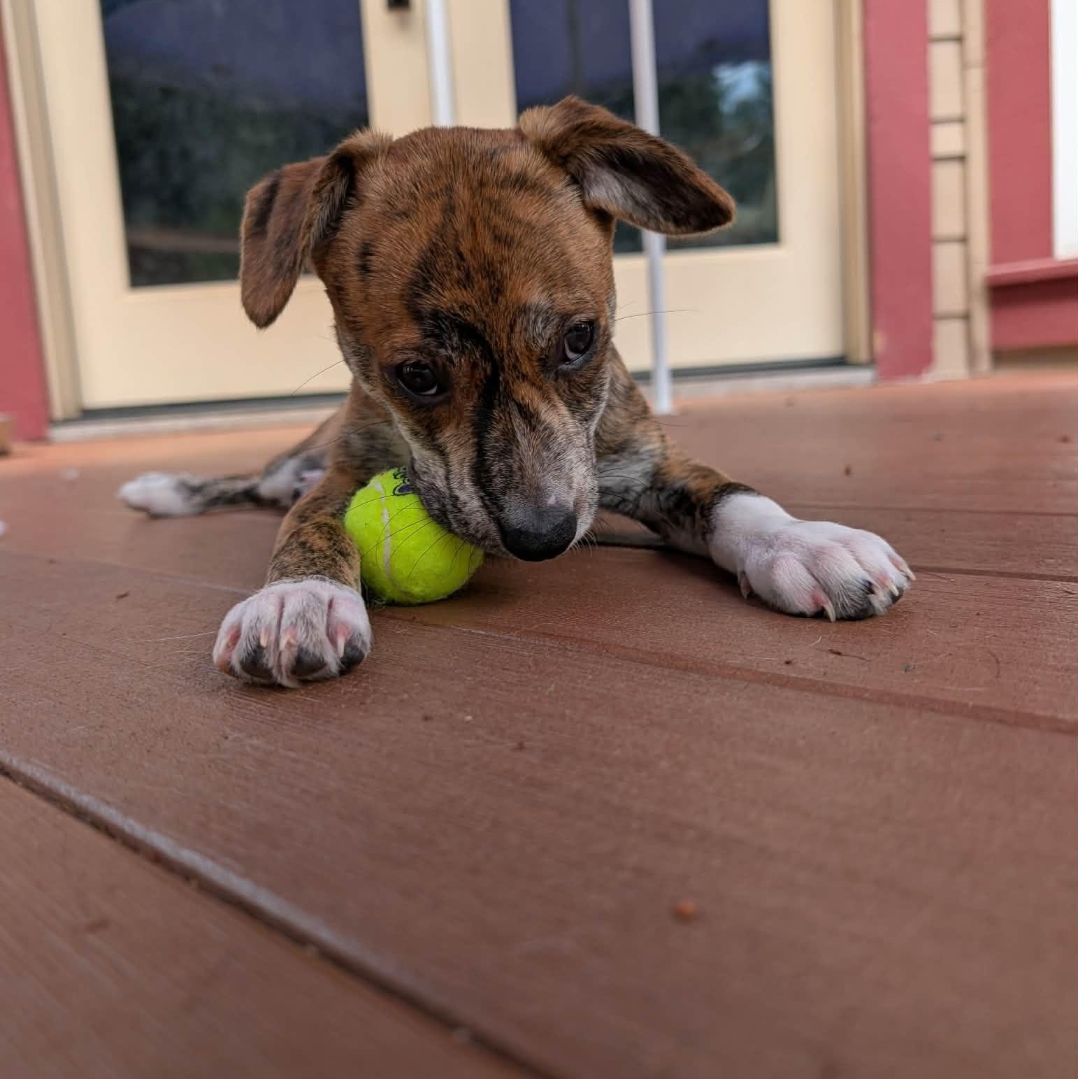 Enlarge Akari, a Adoptable mixed breed in Buckley, WA image 6/6