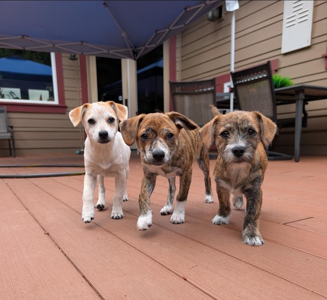 Enlarge Akari, a Adoptable mixed breed in Buckley, WA image 5/6