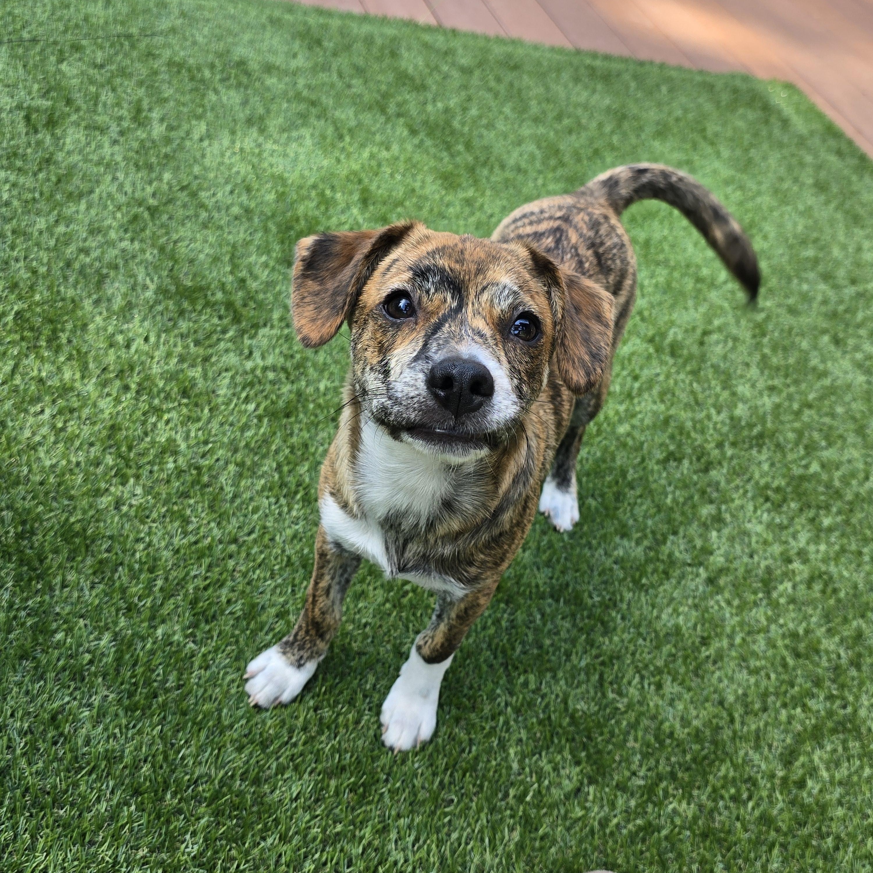 Enlarge Akari, a Adoptable mixed breed in Buckley, WA image 2/6