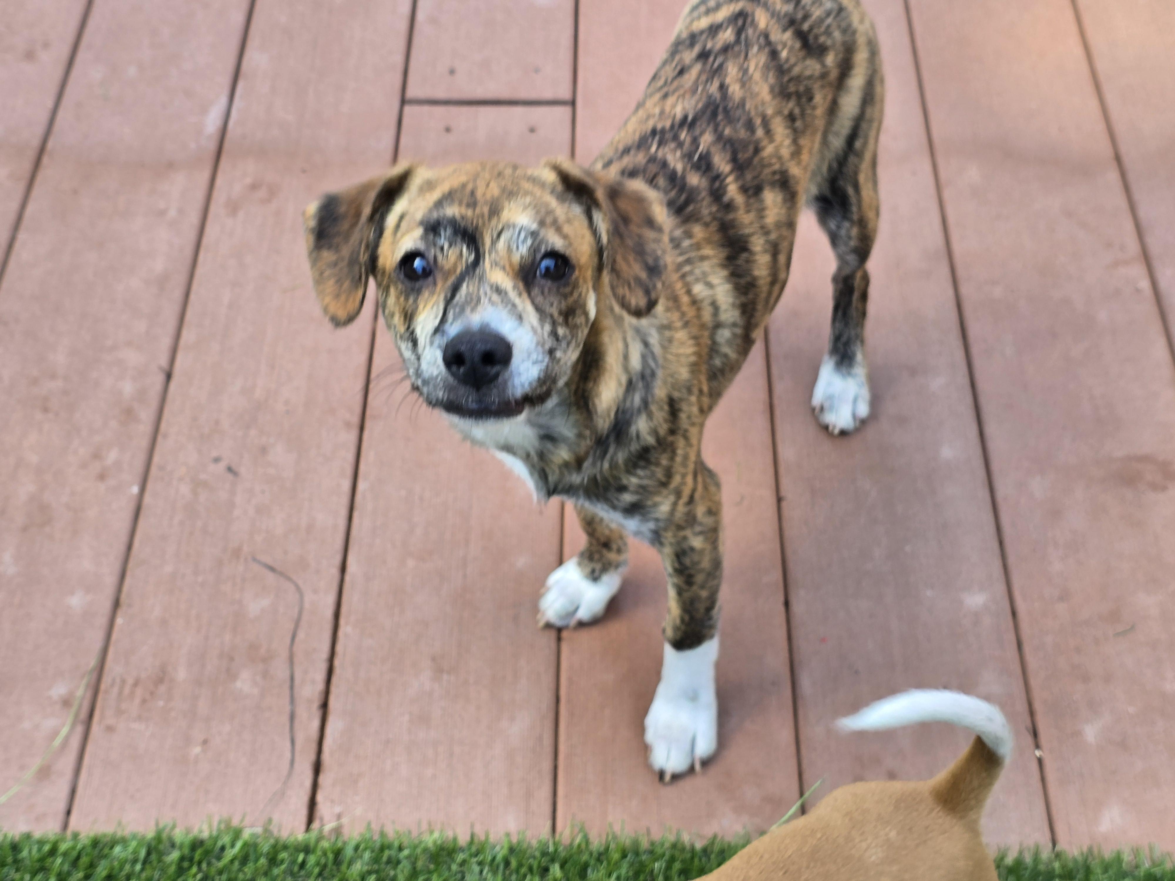 Enlarge Akari, a Adoptable mixed breed in Buckley, WA image 1/6