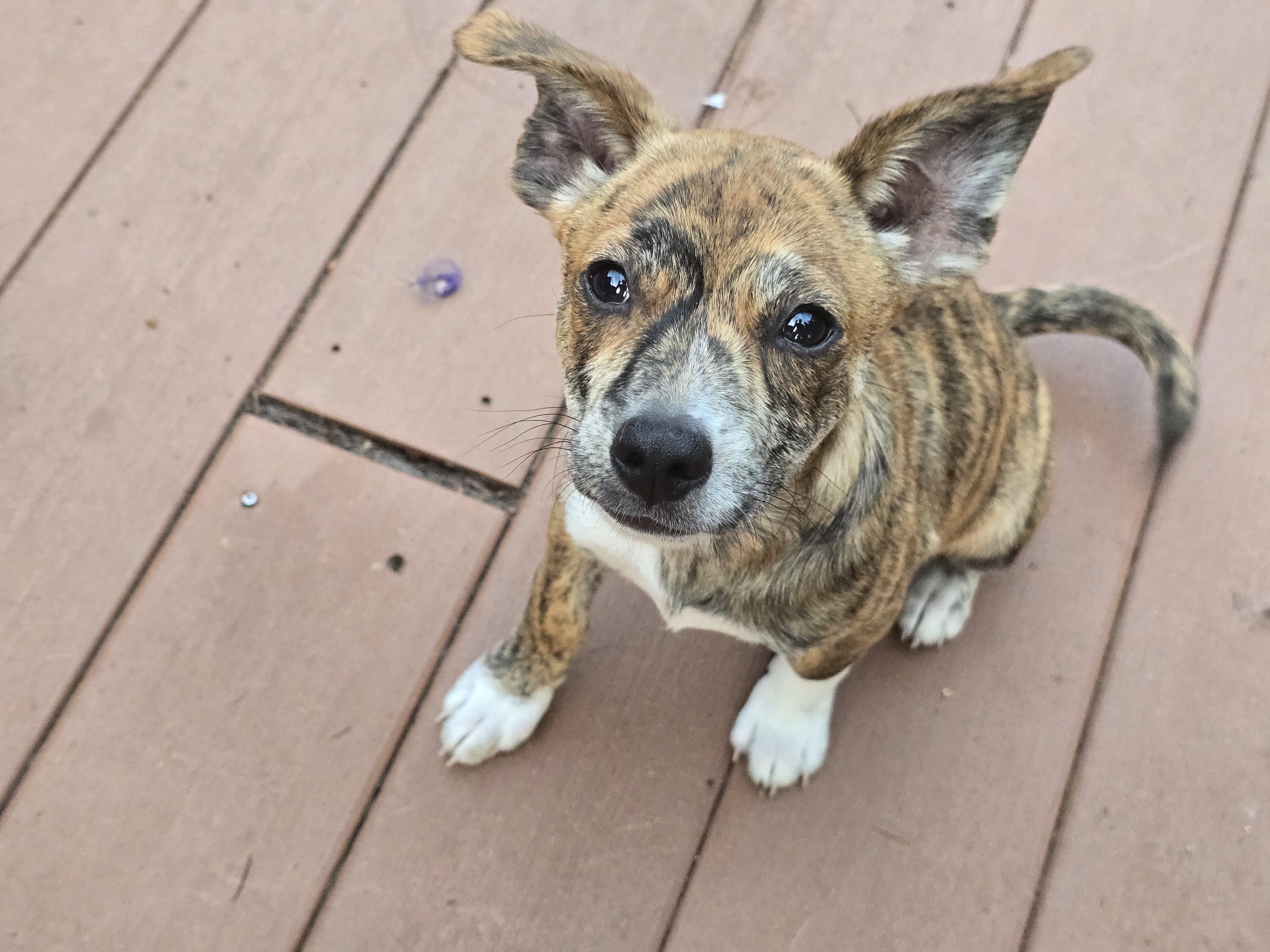 Enlarge Akari, a Adoptable mixed breed in Buckley, WA image 4/6
