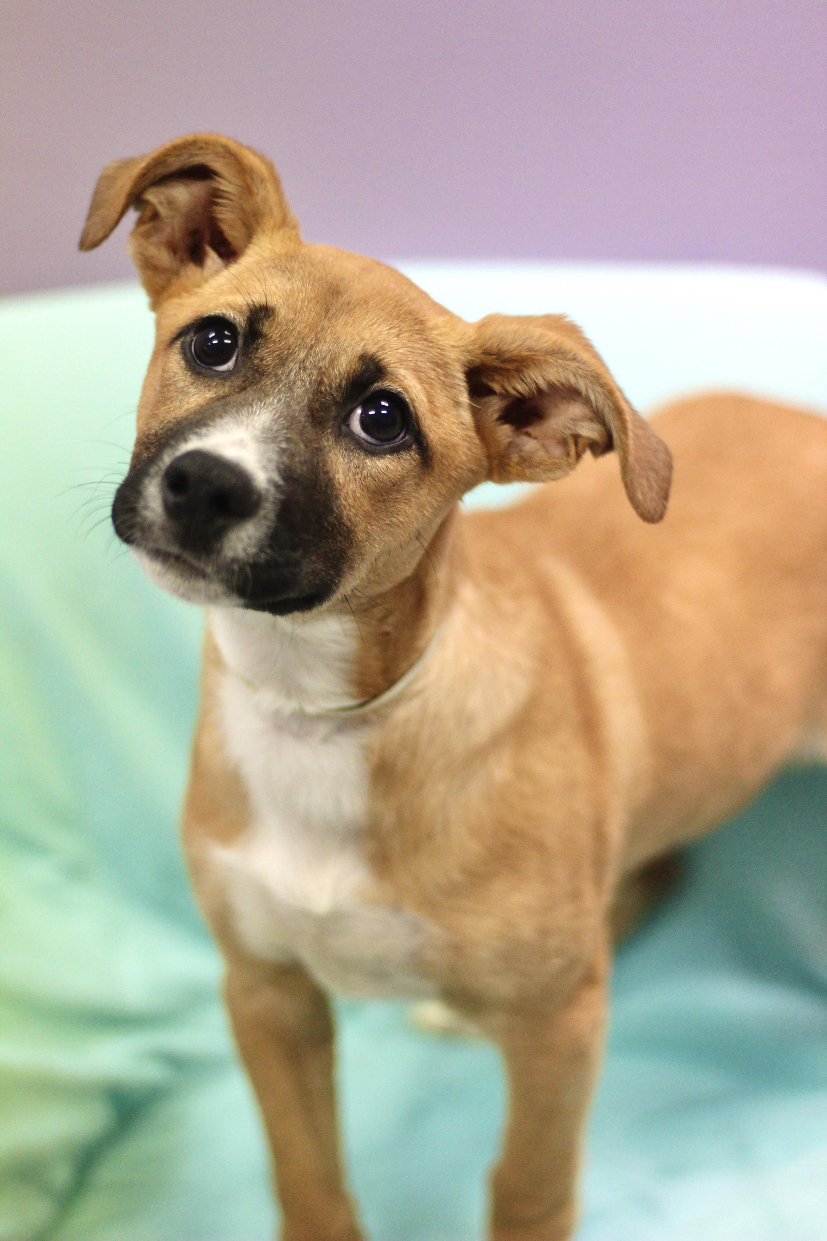 Reduced Fee! Mrs. Freshly in NH! Come Meet our Adoptable Dogs Wednesday-Saturday. More info in Bio!
