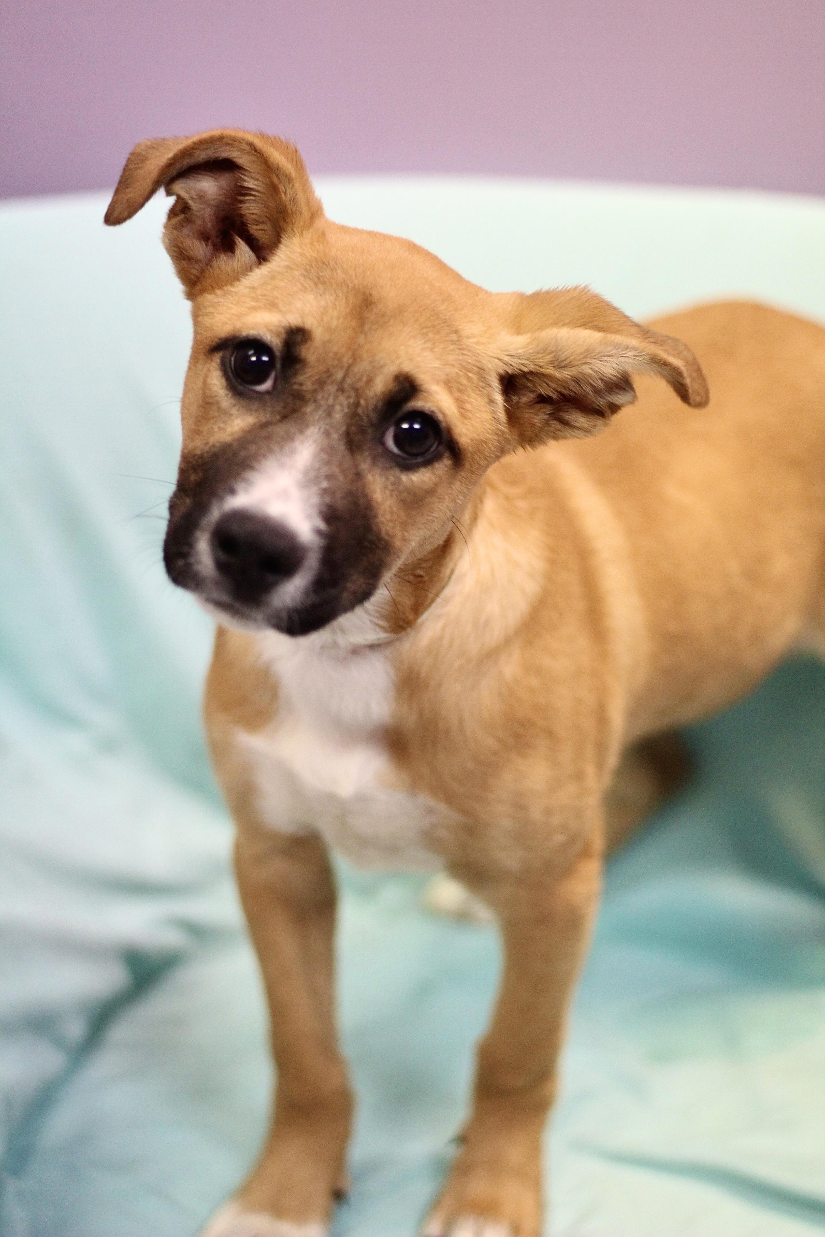Reduced Fee! Mrs. Freshly in NH! Come Meet our Adoptable Dogs Wednesday-Saturday. More info in Bio!