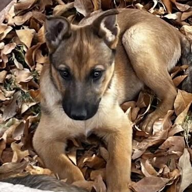 Maisy, an adoptable mixed breed in Gilbert, AZ image 4/4