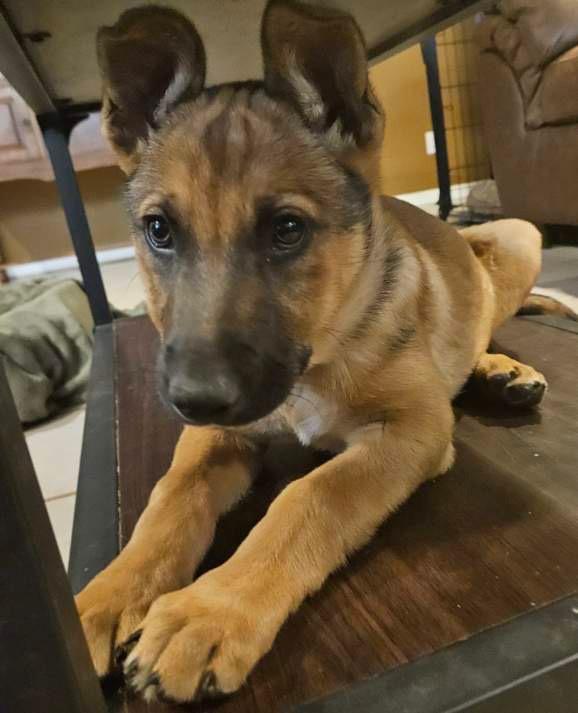 Maisy, an adoptable mixed breed in Gilbert, AZ image 2/4