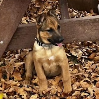 Maisy, an adoptable mixed breed in Gilbert, AZ image 3/4