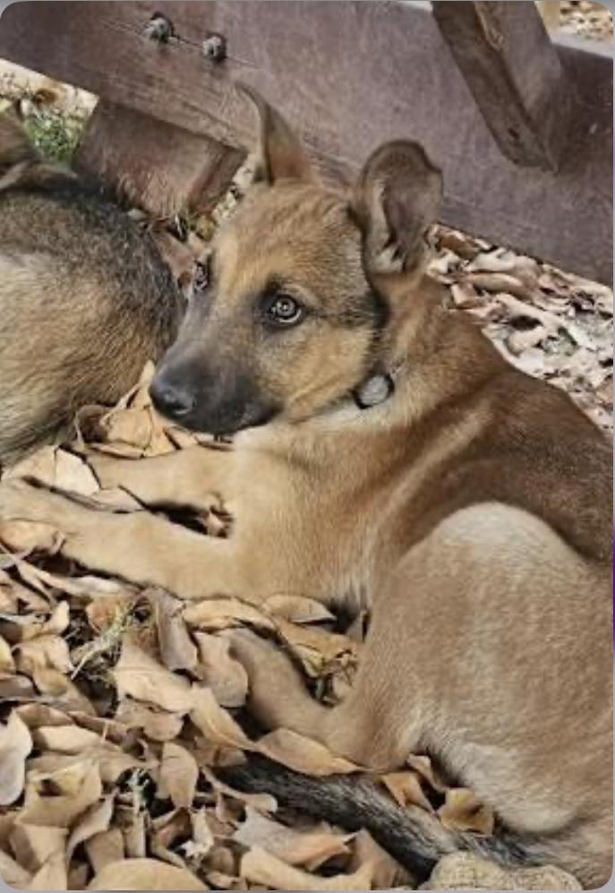 Maisy, an adoptable mixed breed in Gilbert, AZ image 1/4