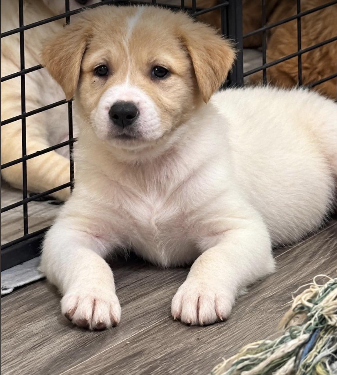 Enlarge Big Al - CT, a Adoptable Australian Cattle Dog / Blue Heeler in Vernon, CT image 1/2