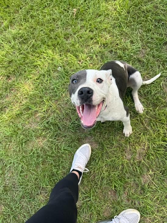 Sissy, Adoptable, Young Female Pit Bull Terrier.
