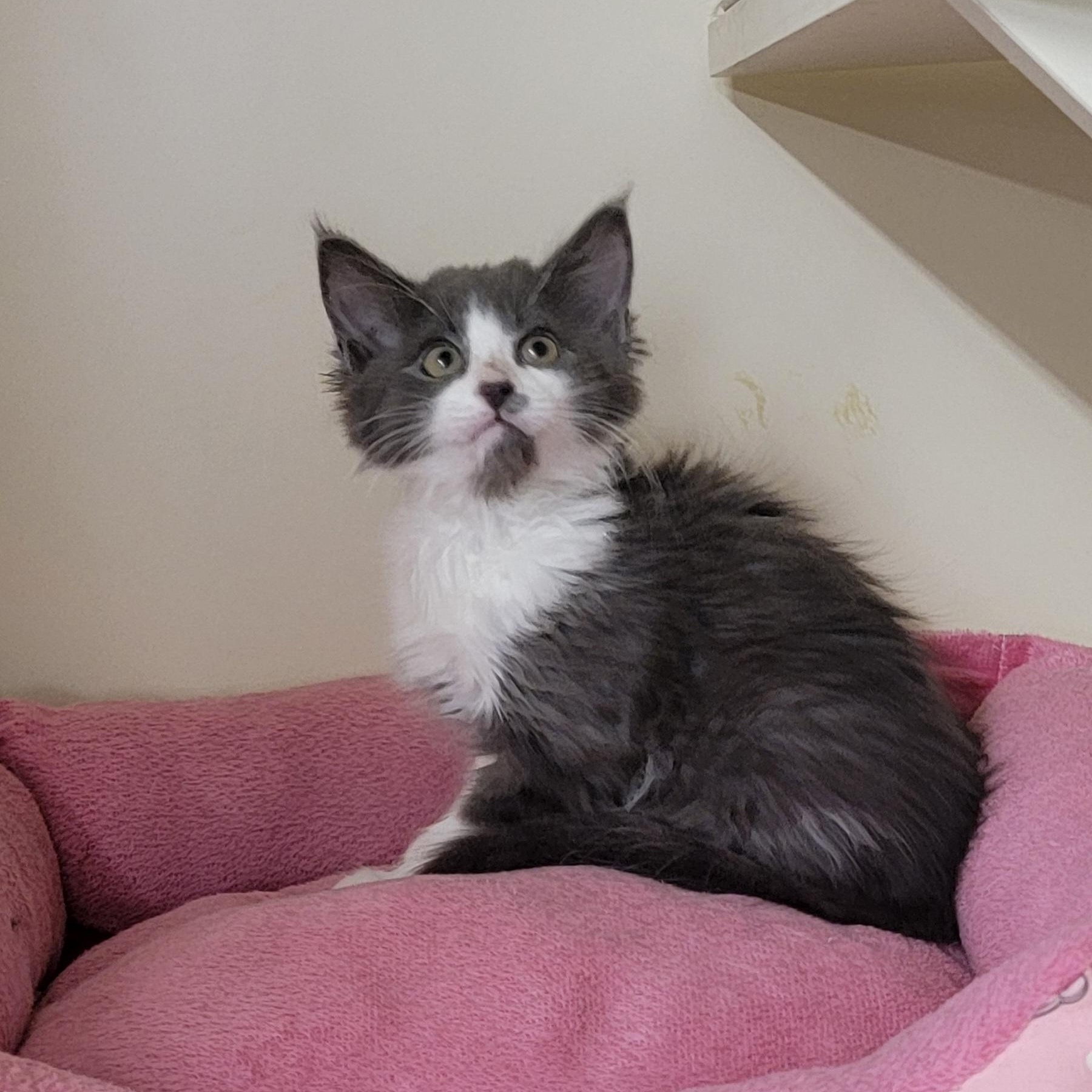 Enlarge Shadow Adopted 3.20.26 with sister Lizzy, an adopted Domestic Medium Hair in Wyandotte, MI image 1/6