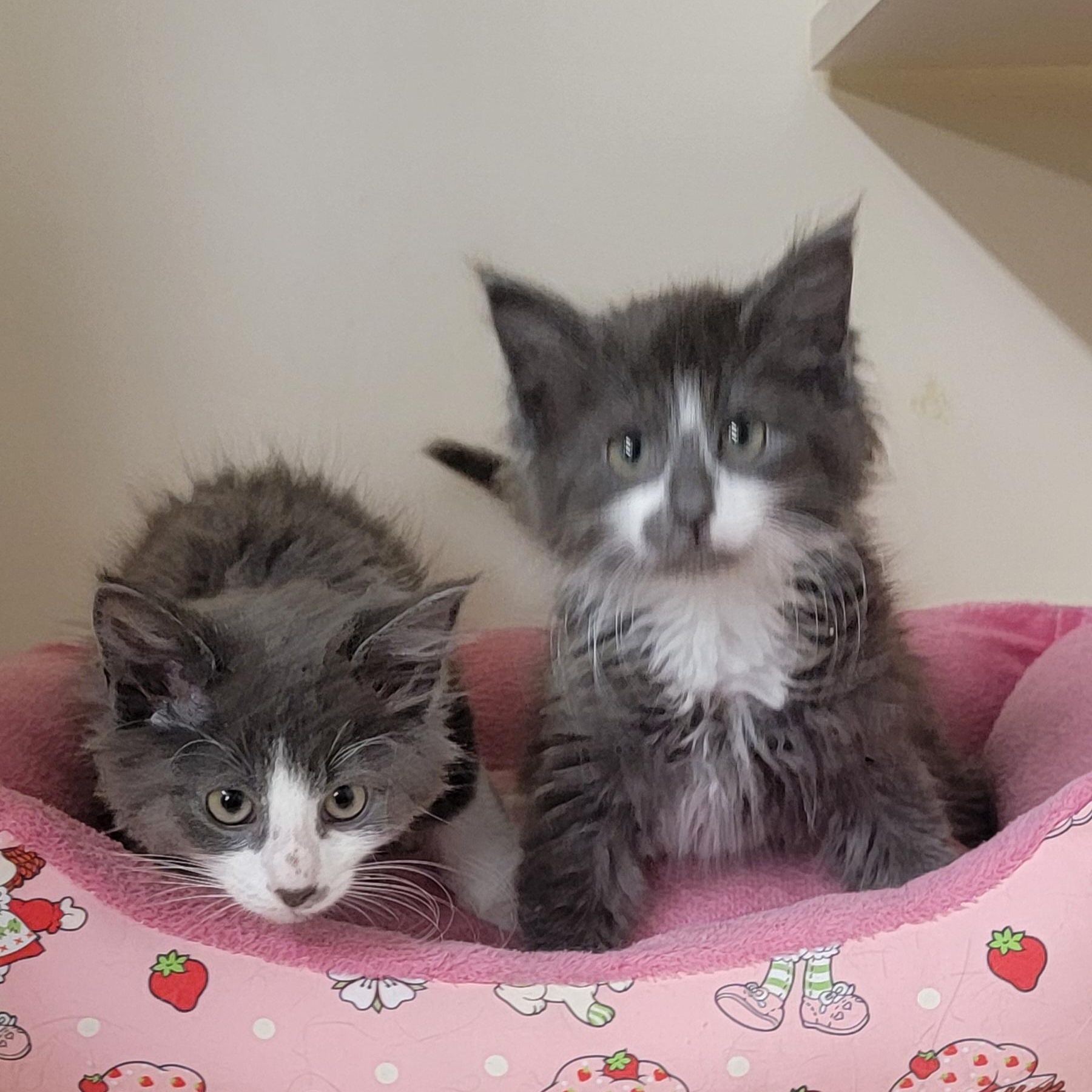 Enlarge Shadow Adopted 3.20.26 with sister Lizzy, an adopted Domestic Medium Hair in Wyandotte, MI image 6/6