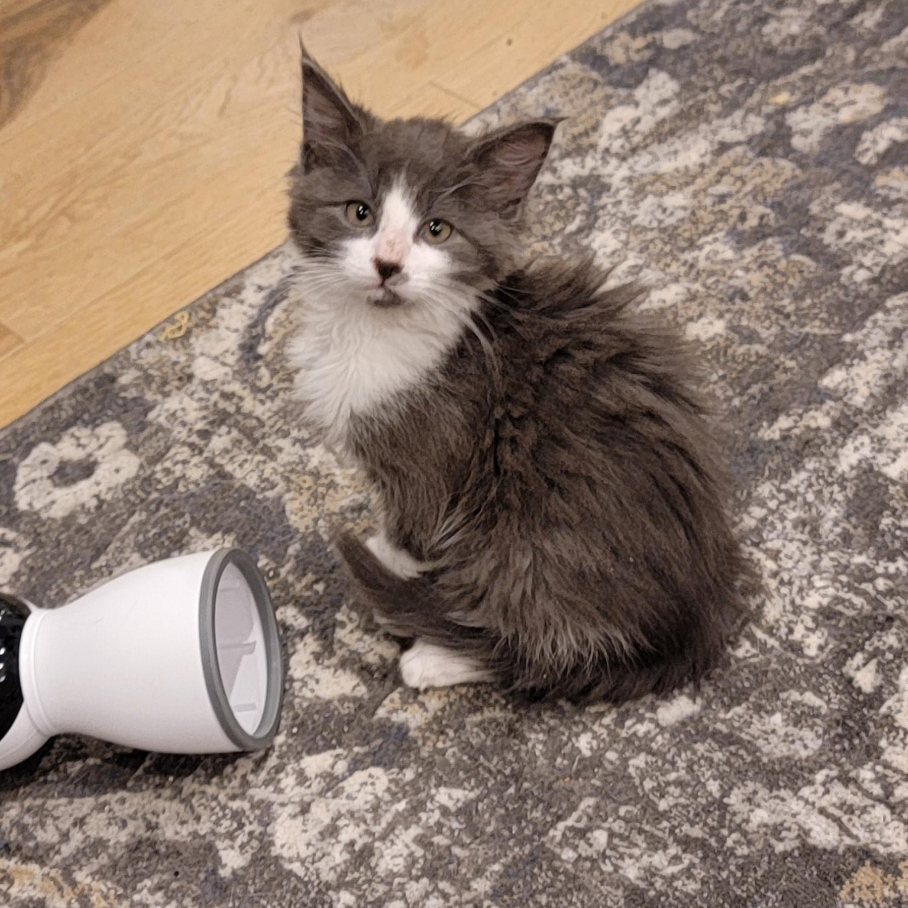 Enlarge Shadow Adopted 3.20.26 with sister Lizzy, an adopted Domestic Medium Hair in Wyandotte, MI image 2/6