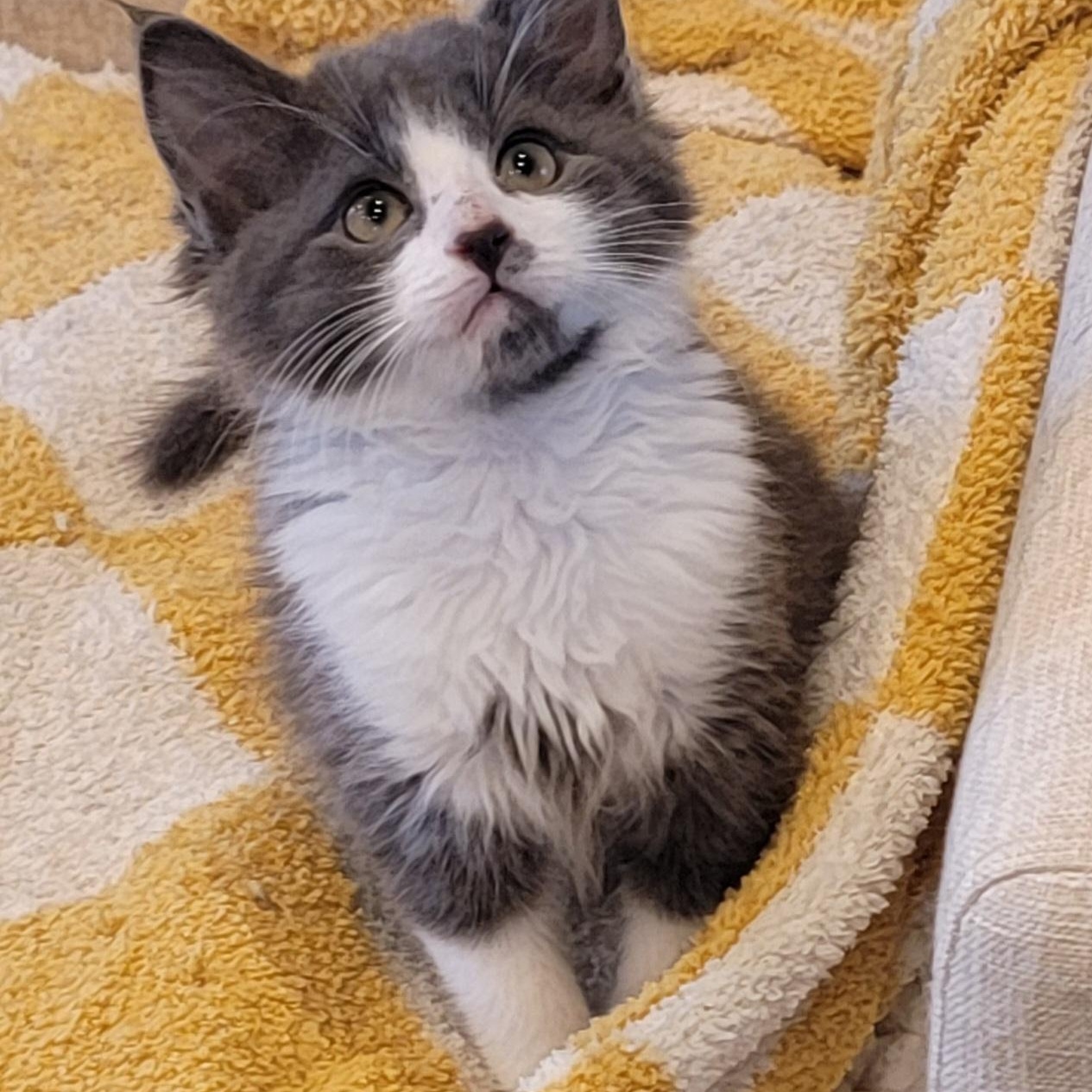 Enlarge Shadow Adopted 3.20.26 with sister Lizzy, an adopted Domestic Medium Hair in Wyandotte, MI image 5/6