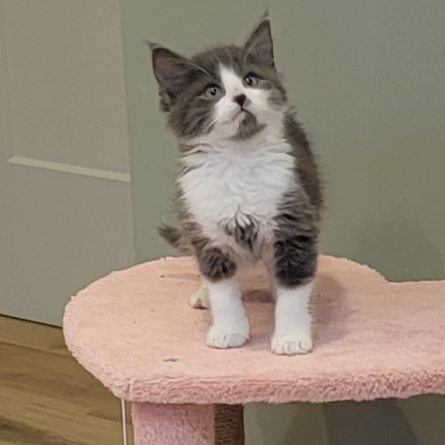 Enlarge Shadow Adopted 3.20.26 with sister Lizzy, an adopted Domestic Medium Hair in Wyandotte, MI image 3/6