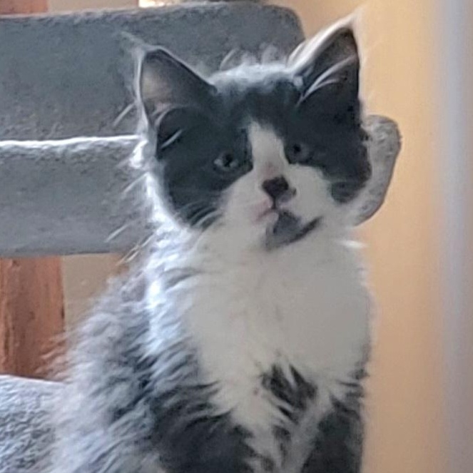 Enlarge Shadow Adopted 3.20.26 with sister Lizzy, an adopted Domestic Medium Hair in Wyandotte, MI image 4/6