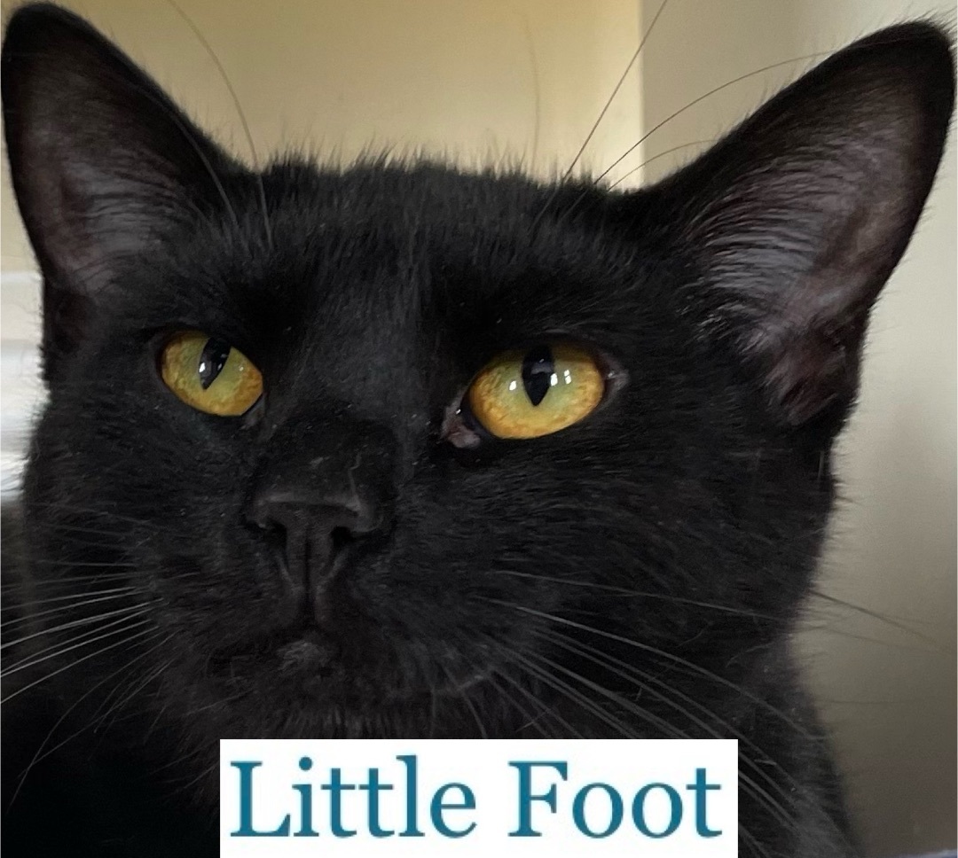 Little Foot 3