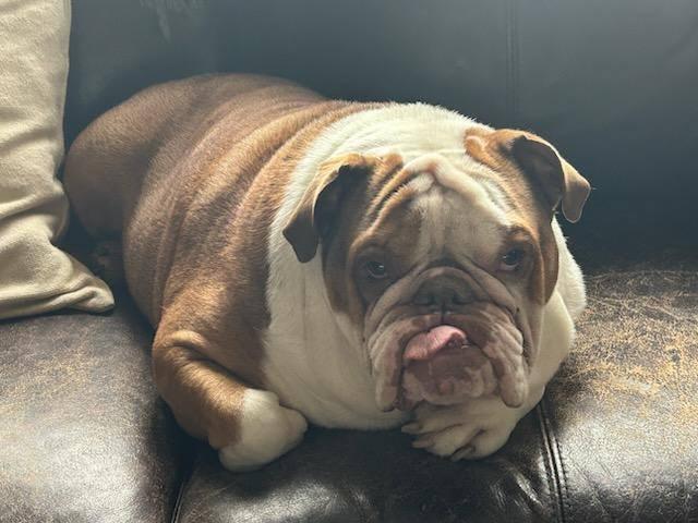 Murphy, Adoptable, Young Male English Bulldog.