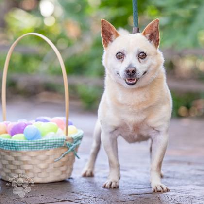 Enlarge Yoshi, a Adoptable mixed breed in Honolulu, HI image 2/2