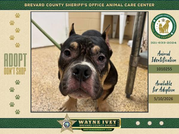 Beef Stroganoff, Adoptable, Adult Male Mixed Breed.