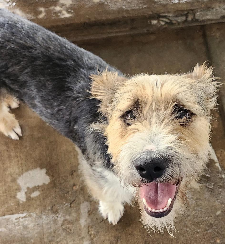 Quincy, Adoptable, Young Male Terrier.
