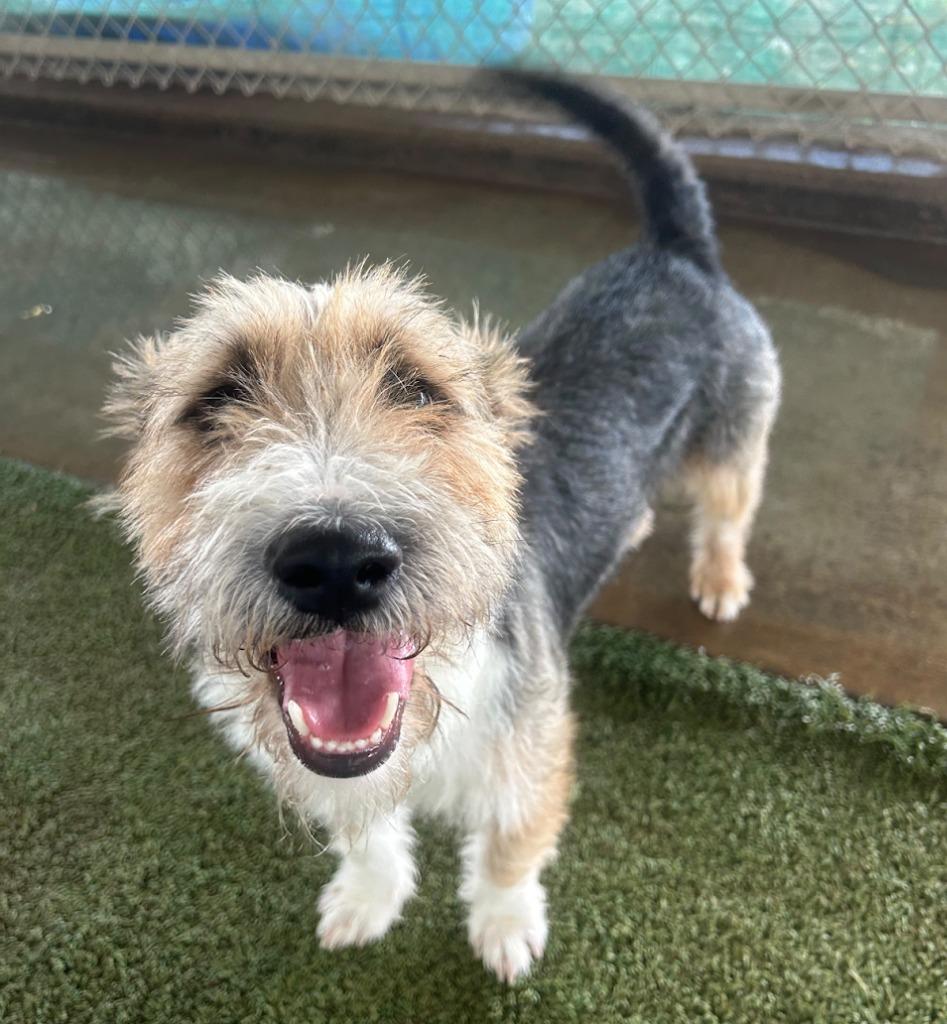 Enlarge Quincy, a Adoptable mixed breed in Midland, TX image 2/3