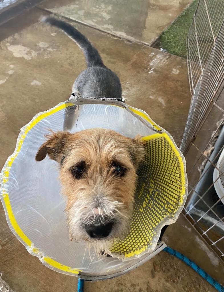 Enlarge Quincy, a Adoptable mixed breed in Midland, TX image 3/3