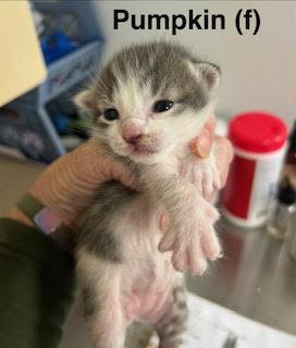 Pumpkin, Adoptable, Kitten Female Domestic Short Hair.