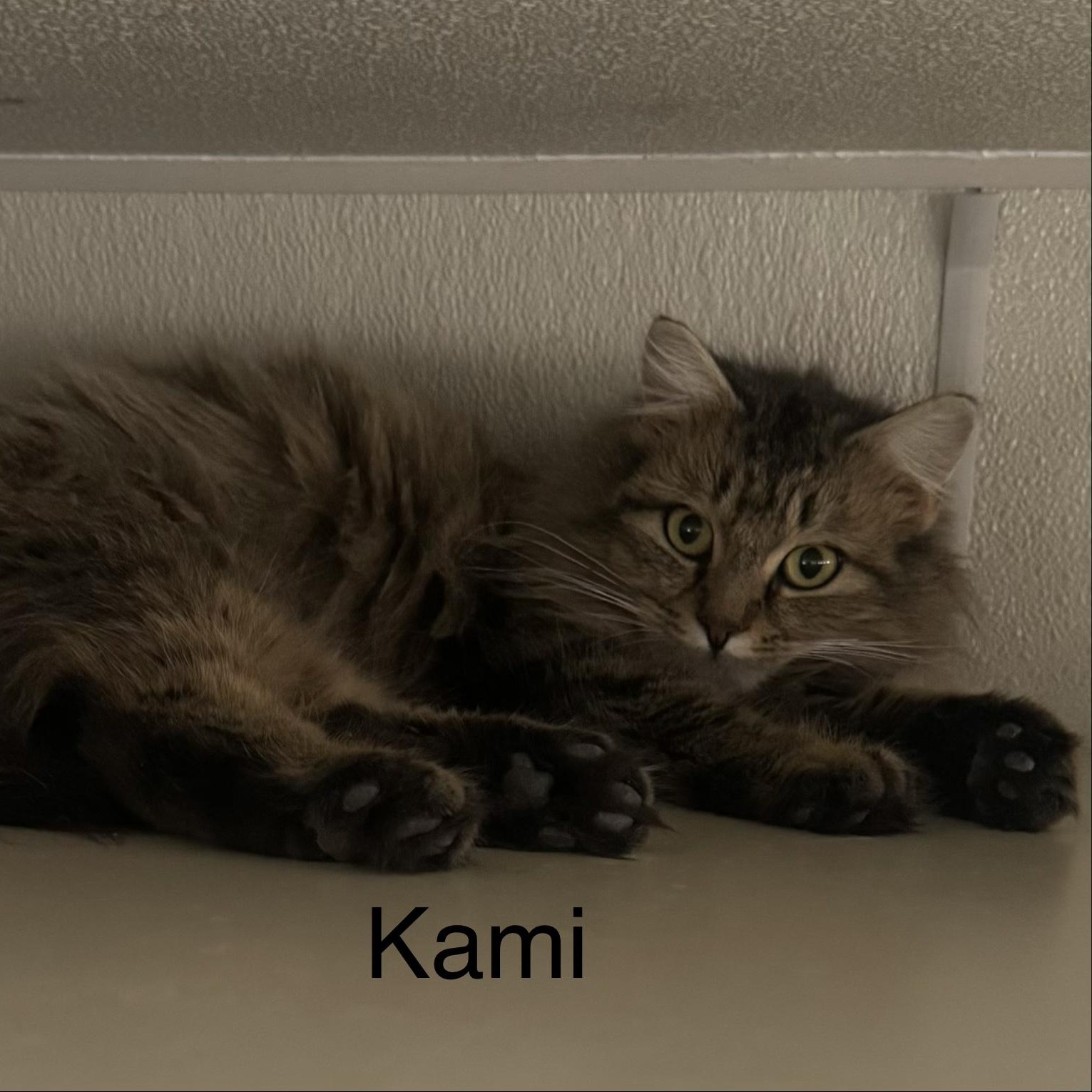 Enlarge Kami, a ADOPTABLE Domestic Long Hair in Ulster, PA image 1/1